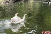 三男四女吉林：罕见白鸬鹚连续两年“故地重游”
