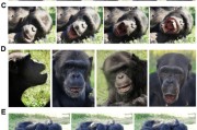 三男四女国际最新研究：机器人“打哈欠” 黑猩猩被传染